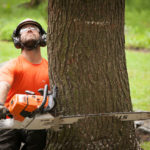 Sécurité, méthodes et autres sur l’abattage des arbres