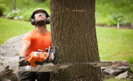 Sécurité, méthodes et autres sur l’abattage des arbres
